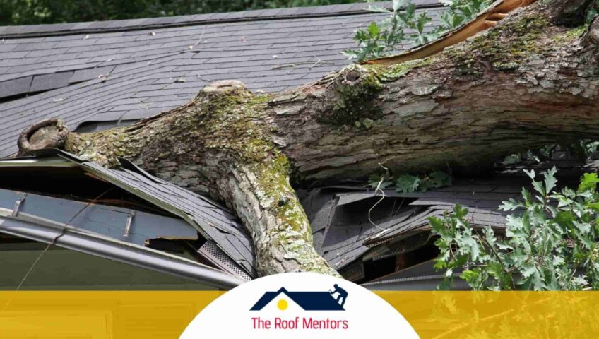 An image of a tree on the roof of a house showcasing the need for roof replacement.